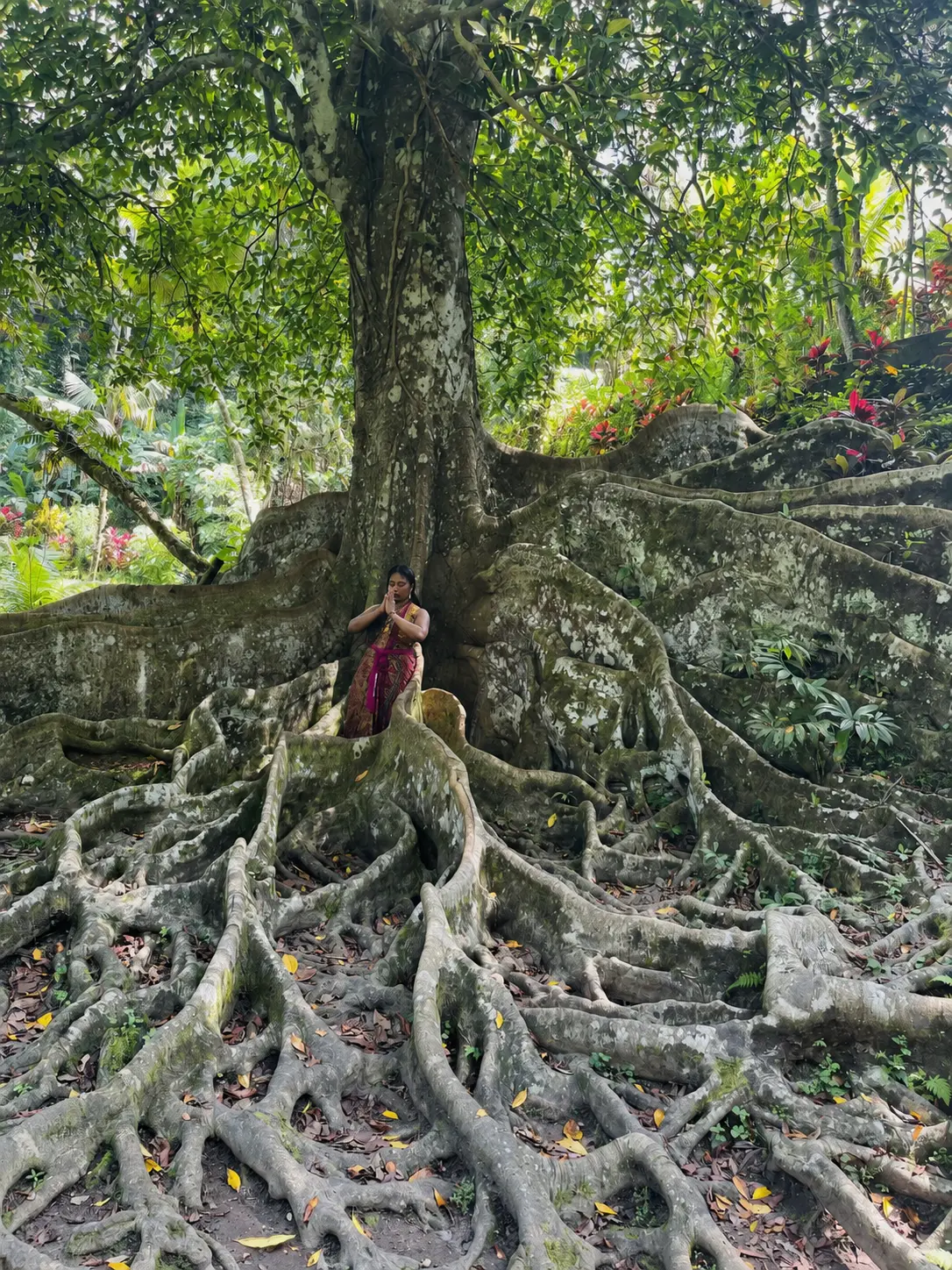 Nicci Reynolds standing in quiet reflection among the expansive roots of a mature tropical tree