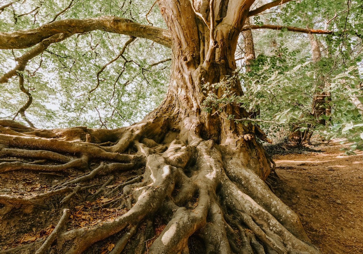A mature green tree representing grounded and interconnected energy
